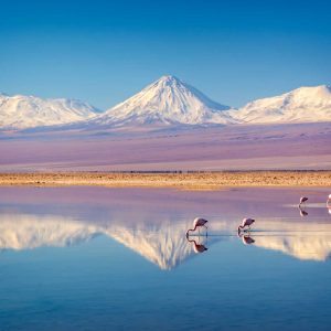 Snowy Licancabur volcano in Andes montains reflecting in the wate of Laguna Chaxa with Andean flamingos, Atacama salar, Chile