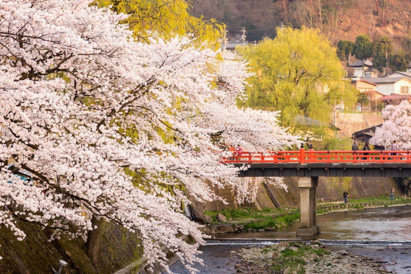 Japan’s Springtime Wonders